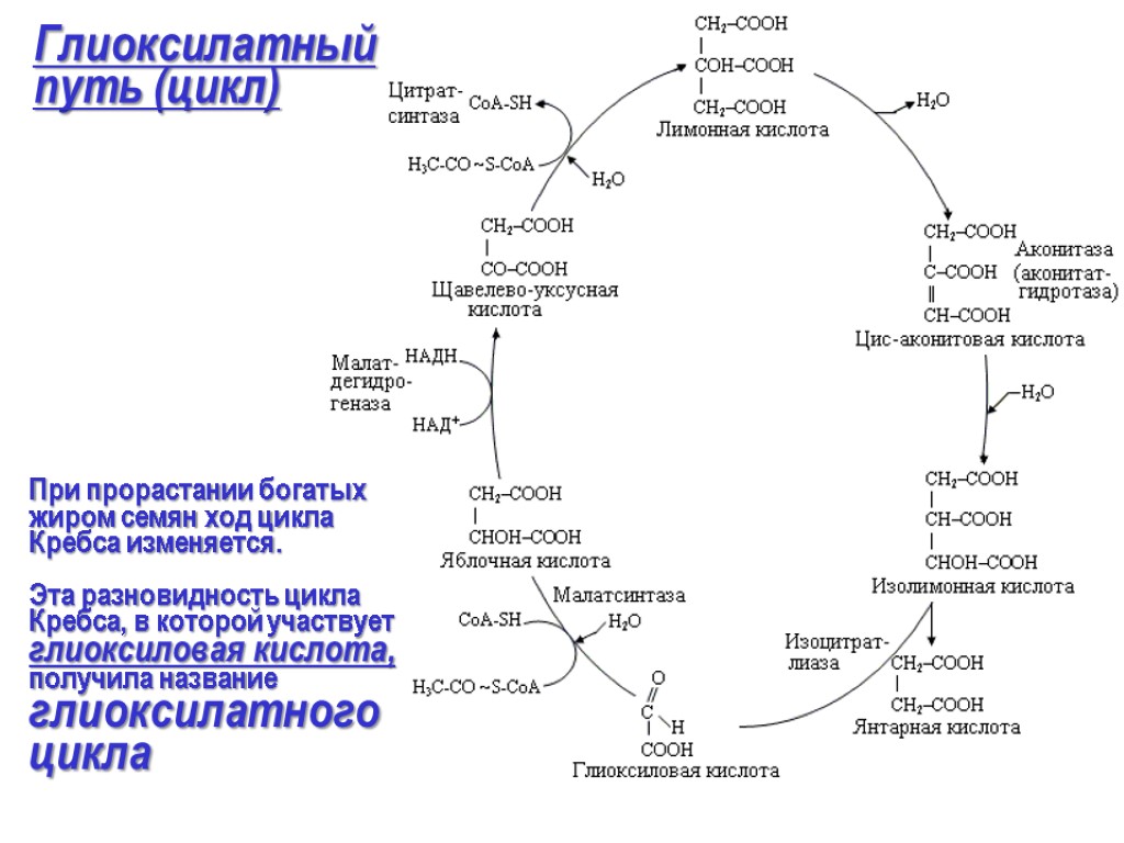 Глиоксилатный путь (цикл) При прорастании богатых жиром семян ход цикла Кребса изменяется. Эта разновидность